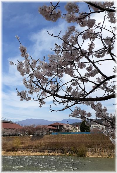 丸子　依田川沿いの桜