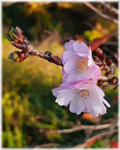 薔薇エレーヌ開花！　サクラも開花！！