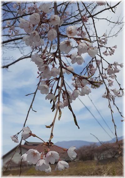 丸子　依田川沿いの桜