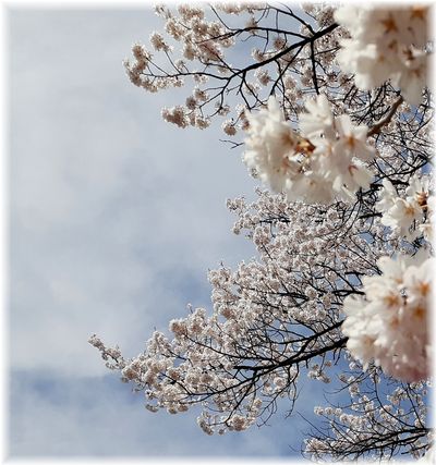 丸子　依田川沿いの桜