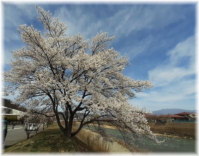 丸子　依田川沿いの桜