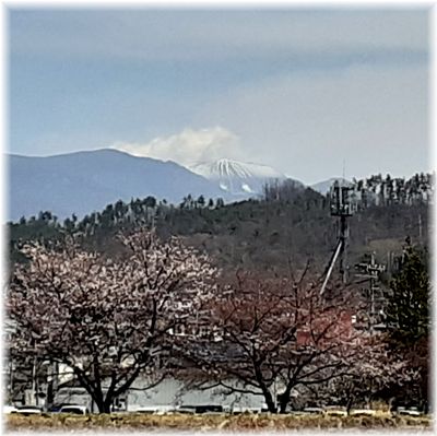 丸子　依田川沿いの桜