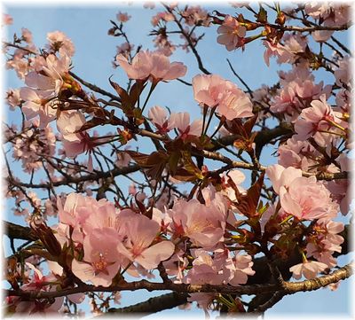 東御中央公園の桜2024’