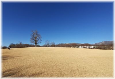 真っ青な冬空　中央公園