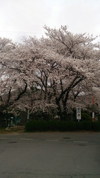 一斉に開花して忙しい（笑）