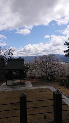 桜開花と菅平にて40キロ走