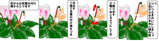 シクラメンの育て方 Hana Note 鉢植え 季節のお花の上手な育て方