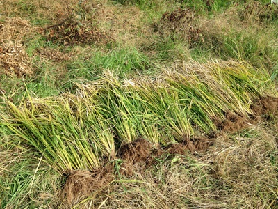 河川敷の耕作放棄地でイセヒカリの陸稲 収穫