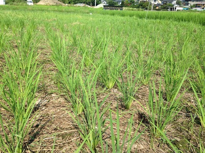 日本の古名は豊葦原瑞穂の国 ヨシが繁る耕作放棄地の利用法