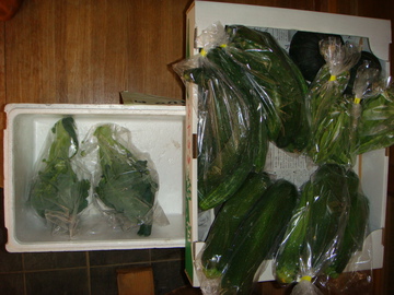 夏野菜2014
