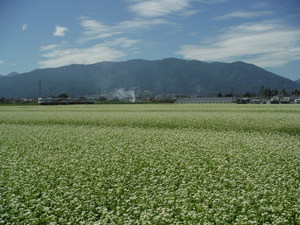 松本市新村の蕎麦畑