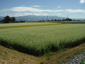 松本市新村の蕎麦畑