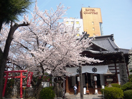 桜満開です！