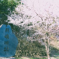 城址公園の桜