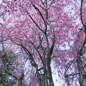 青空と桜と