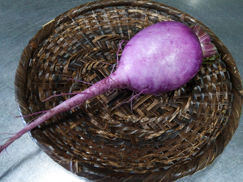 辛味大根