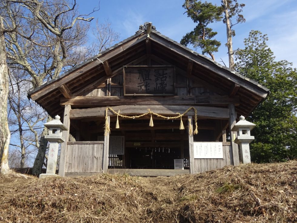 福寿草満開　光城山山頂直下に咲き乱れる満開の福寿草＆さかたのおやき＆STARBUCKSカフェラテ　＠安曇野市グルメ