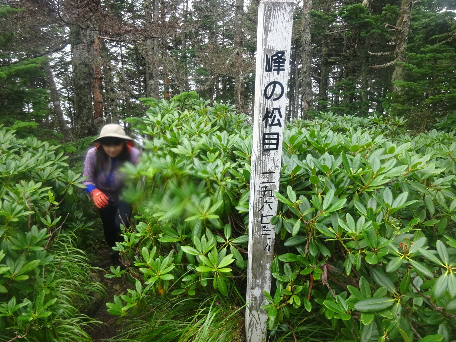 八ヶ岳登山　オーレン小屋～峰の松目～赤石の頭～本沢温泉　1日目