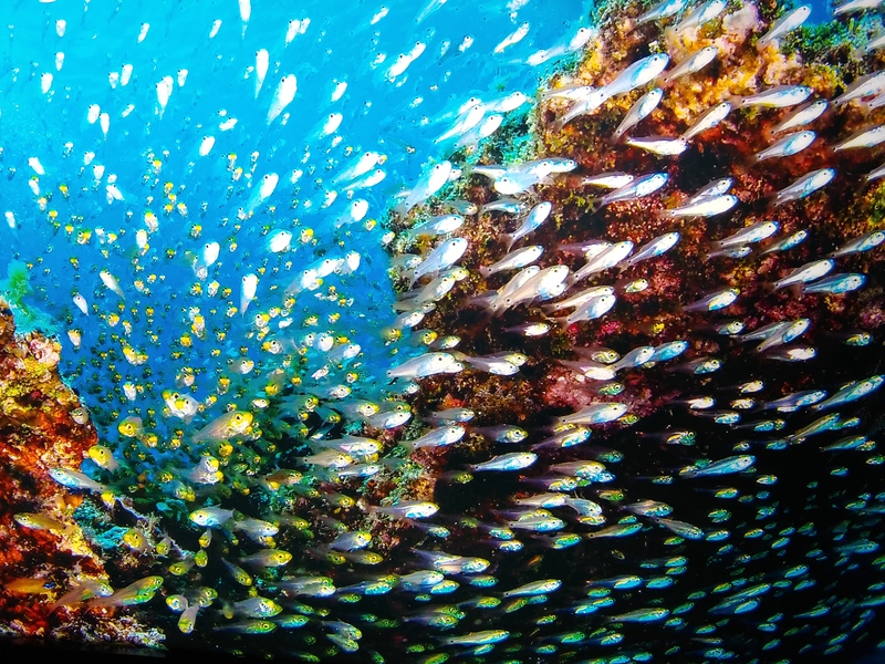 めんそーれ沖縄美ら海水族館　全長8.8m巨大ジンベエザメ
