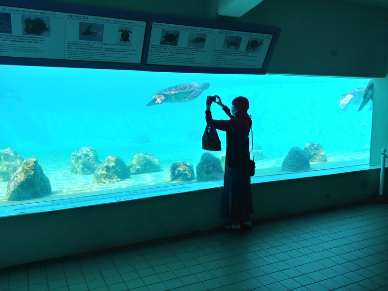 めんそーれ沖縄美ら海水族館　全長8.8m巨大ジンベエザメ