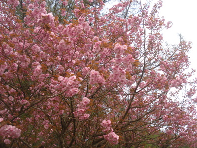 聖のｓａｋｕｒａ