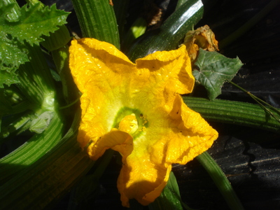 野菜の花