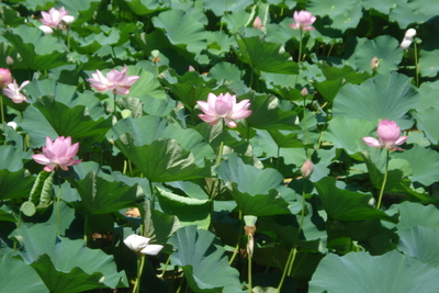 蓮の花・千曲市大雲寺