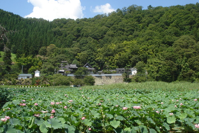 蓮の花・千曲市大雲寺