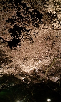 2009年04月11日