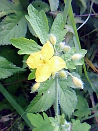 名も知らない野の花（彼方の夢は大人になるまで生きる事）