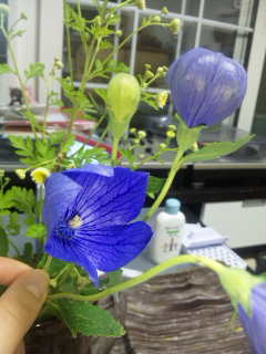 この花なんでしょう？