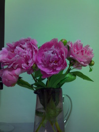 芍薬日記３