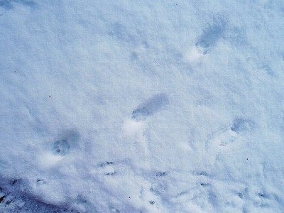雪と鳥たち ～その２～