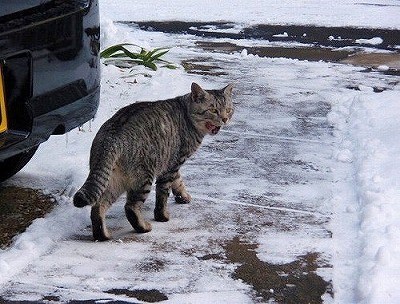 雪と鳥たち ～その２～