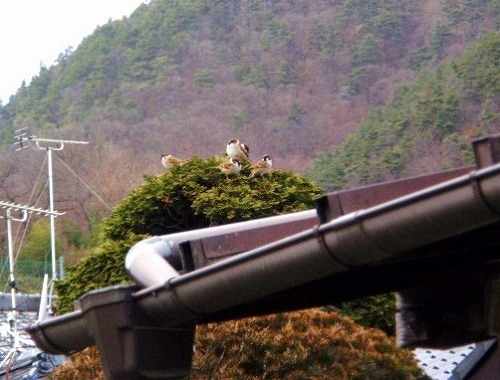 スズメと見張り台