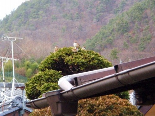 スズメと見張り台