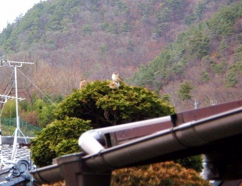 スズメと見張り台