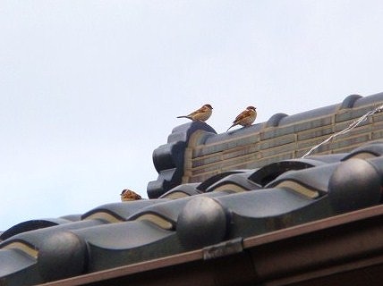 スズメと見張り台