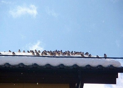 雪と鳥たち ～その２～