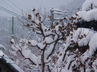 雪と鳥たち ～その２～