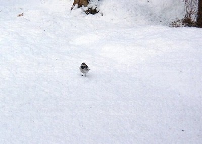 雪と鳥たち ～その１～