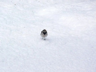 雪と鳥たち ～その１～