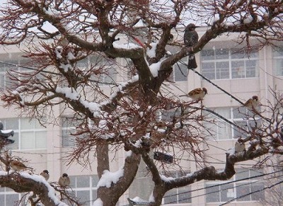 雪と鳥たち ～その１～