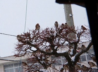 雪と鳥たち ～その１～