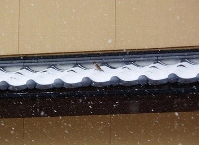 雪と鳥たち ～その１～