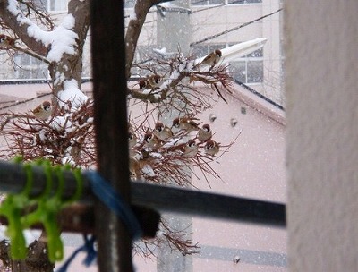 雪と鳥たち ～その１～
