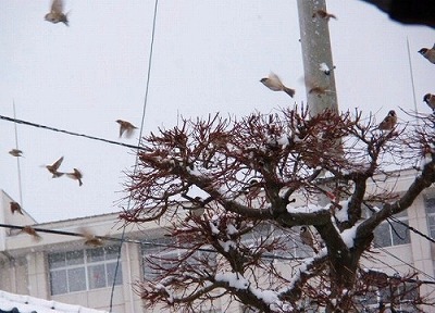 雪と鳥たち ～その１～