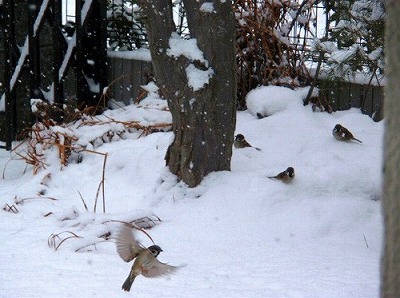 雪と鳥たち ～その２～