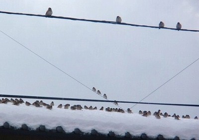 雪と鳥たち ～その１～