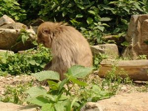 地獄谷野猿公苑　　Snow　Monkey　Park